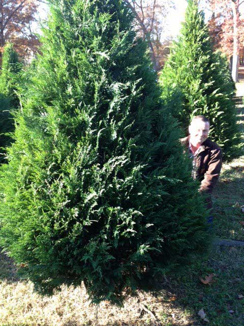 Christmas Trees from Vandiver's New Castle Christmas Tree Farm near Forrest City, Arkansas are grown with care to provide a lush and healthy tree for your family!