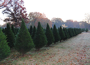 Choose and Cut Christmas Trees at New Castle Christmas Tree Farm near Forrest City, Arkansas.