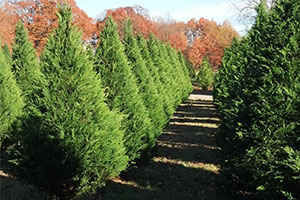 A row of beautiful and fresh Christmas trees ready to be cut at New Castle Farms in Forrest City, Arkansas.
